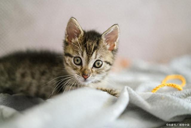 消化不良、肥胖、中毒选宠物零食更健康PG麻将胡了e猫咪吃蛋糕3大危害！(图4)