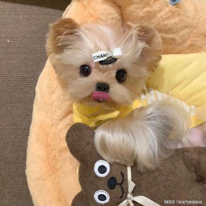 吃什么狗粮？优质狗粮前十排行榜PG麻将胡了网站入口中华田园犬(图2)